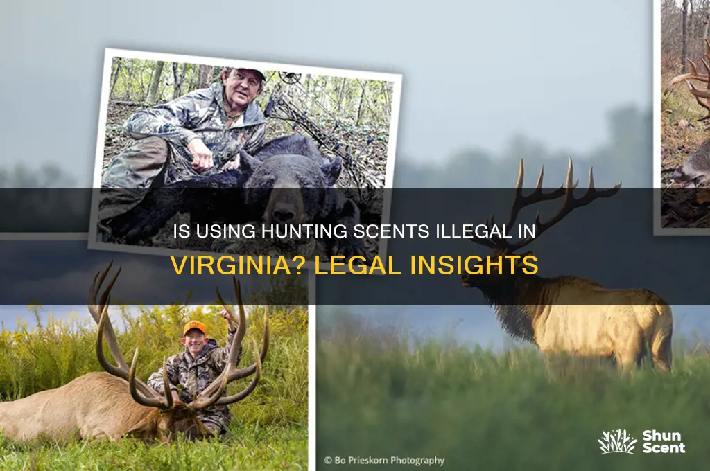 are using hunting scents illegal invirginia