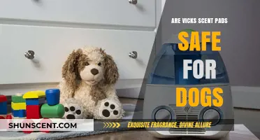 Are Vicks Scent Pads Safe for Dogs? What Pet Owners Need to Know