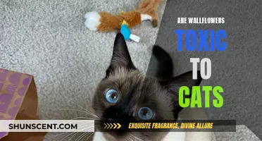 Wallflowers and Cats: Toxic Truths Revealed