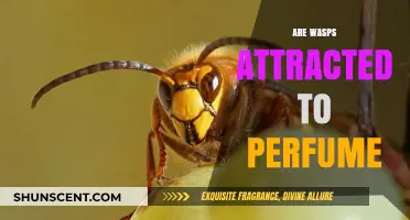 Are Wasps Attracted to Perfume Scents?