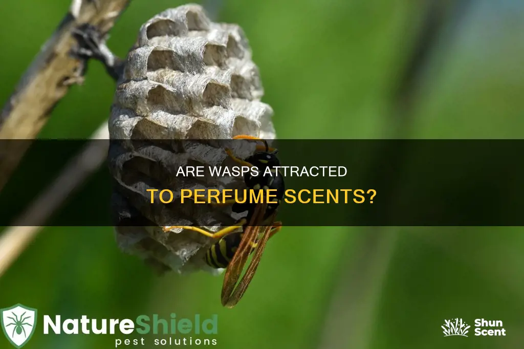 are wasps attracted to perfume