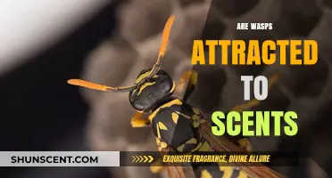 Do Scents Attract Wasps? Uncovering the Truth Behind Fragrances and Wasps
