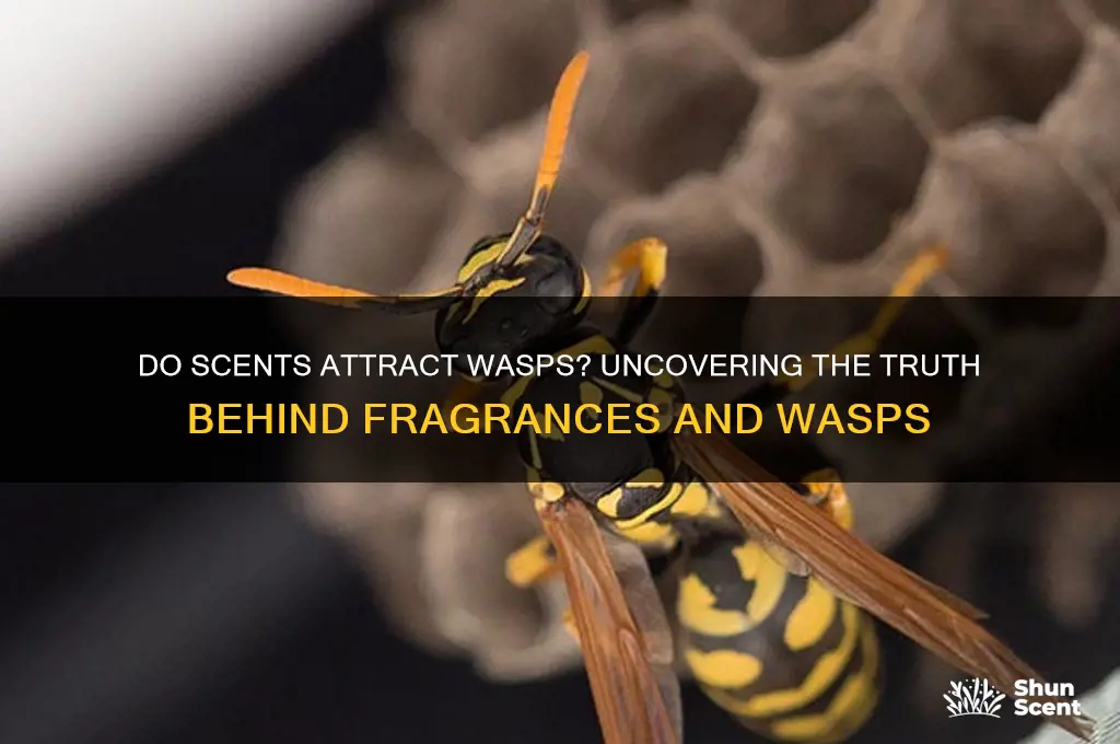 are wasps attracted to scents