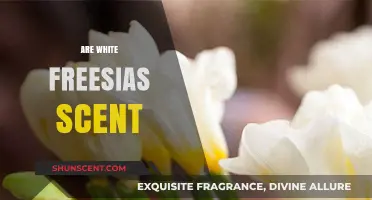 Do White Freesias Have a Scent? Unveiling Their Fragrant Mystery