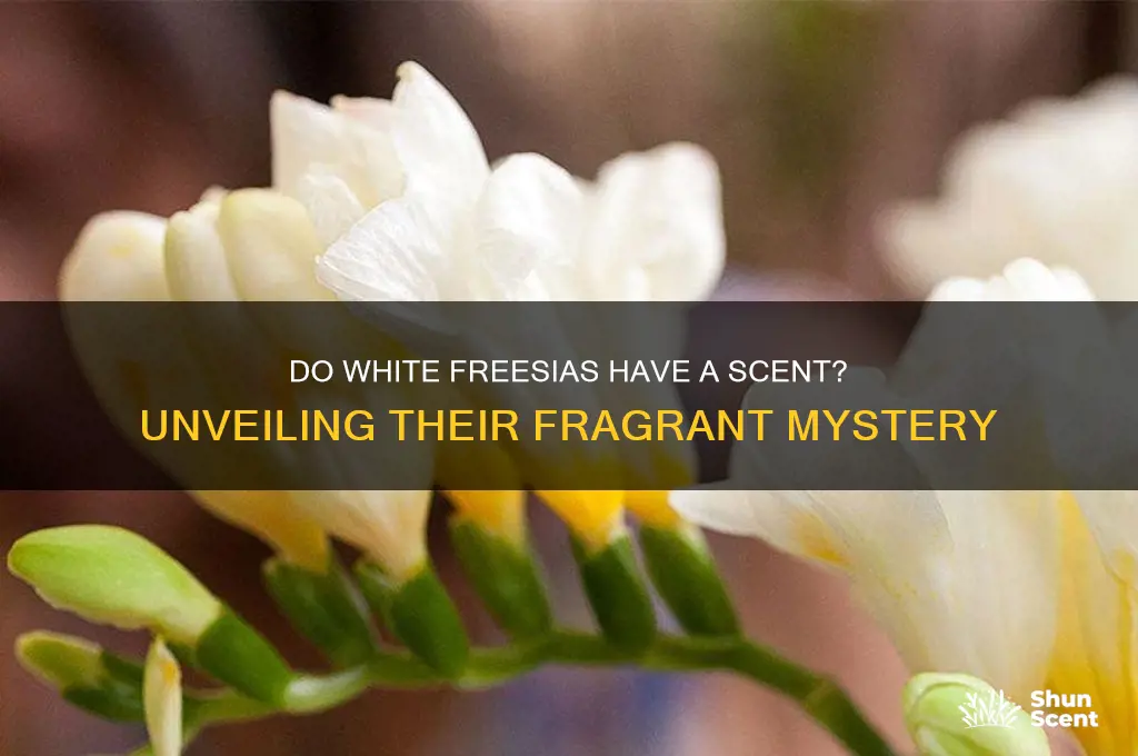 are white freesias scent