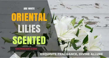 Do White Oriental Lilies Have a Scent? Unveiling the Truth