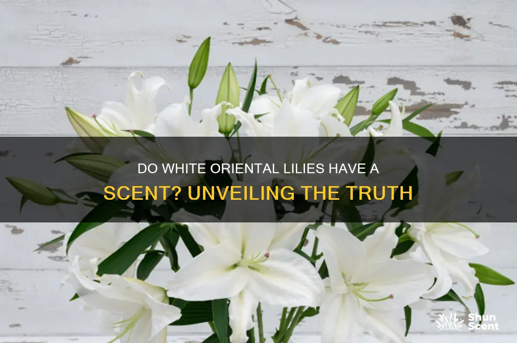 are white oriental lilies scented