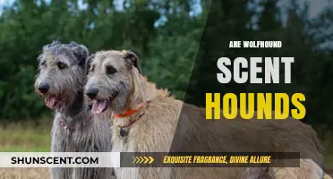 Are Wolfhounds Scent Hounds? Unraveling the Irish Wolfhound's Olfactory Abilities