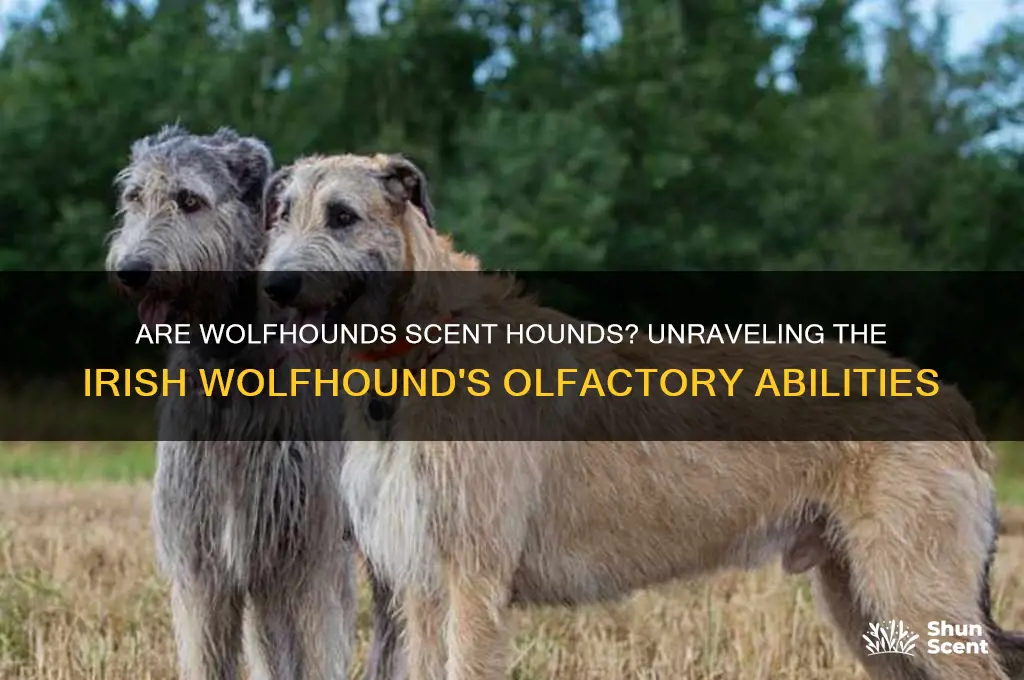are wolfhound scent hounds