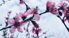 aroma