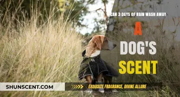 Does Rain Erase a Dog's Scent in Just Three Days?