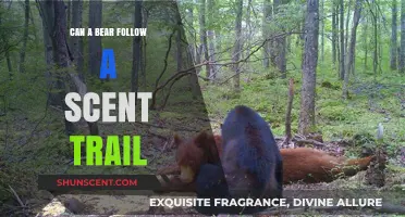 Can Bears Track Scents? Uncovering Their Remarkable Olfactory Abilities