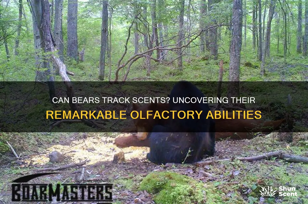 can a bear follow a scent trail