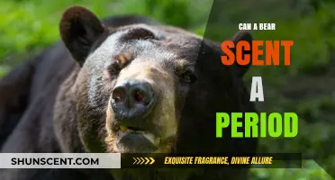 Can Bears Detect Menstruation? Debunking Myths About Period Scents