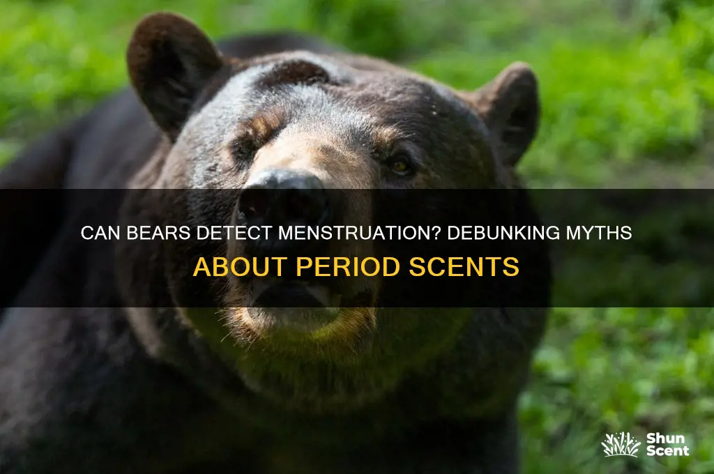 can a bear scent a period
