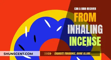 How Birds Recover from Incense Inhalation: A Guide