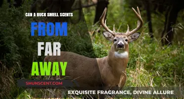 How Far Can a Buck Detect and Track Scents?