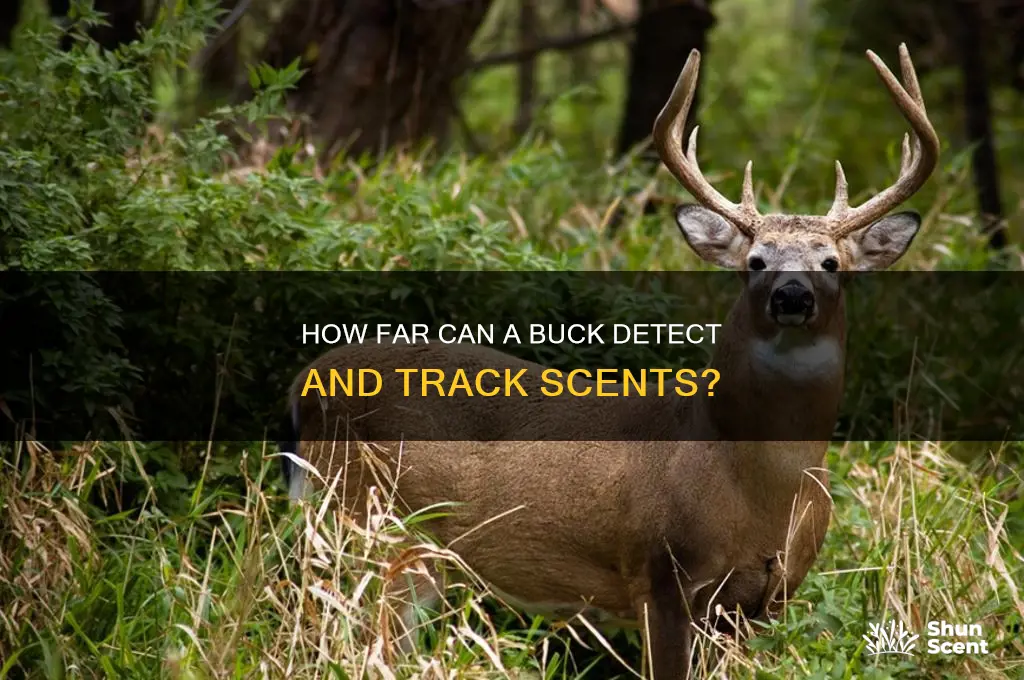 can a buck smell scents from far away