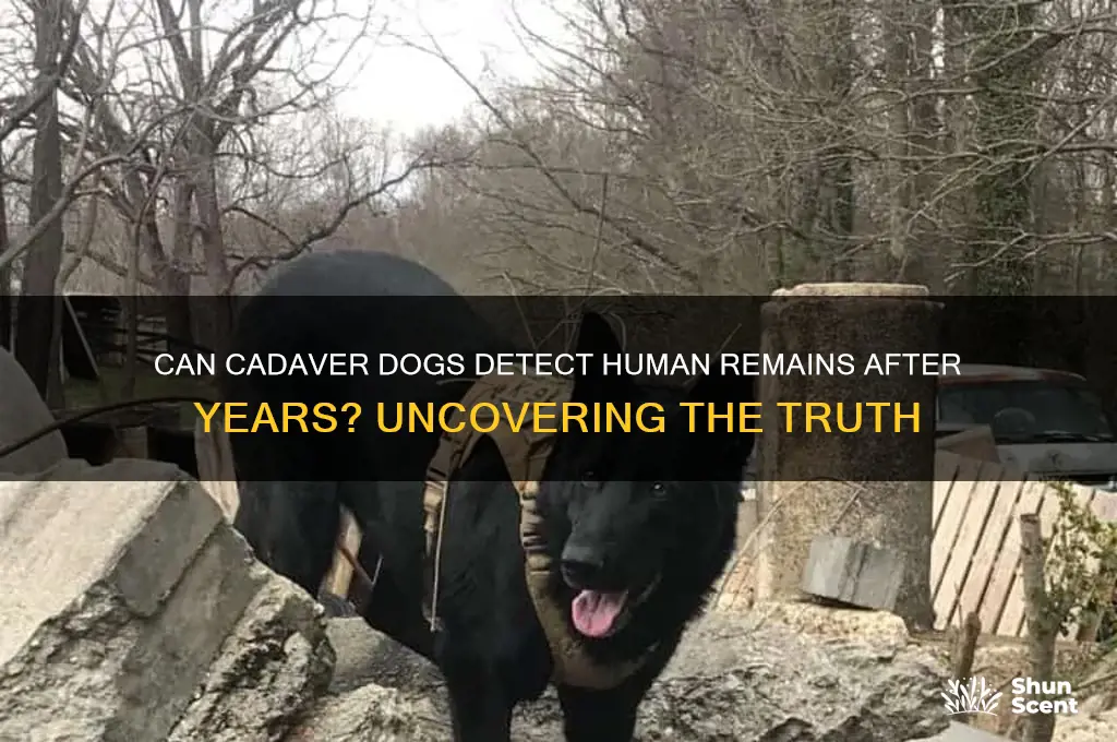 can a cadaver dog pick up human scent after years