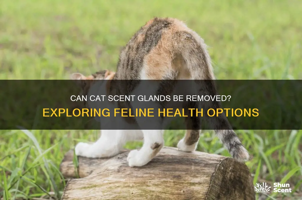 can a cat scent glands be removed