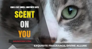 Can Cats Smell Other Felines on You? Uncovering Feline Scent Secrets