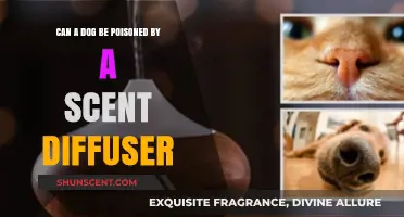 Can Scent Diffusers Harm Dogs? Pet Safety Tips Revealed