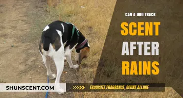 Can Dogs Track Scents After Rain? Uncovering Canine Olfactory Abilities