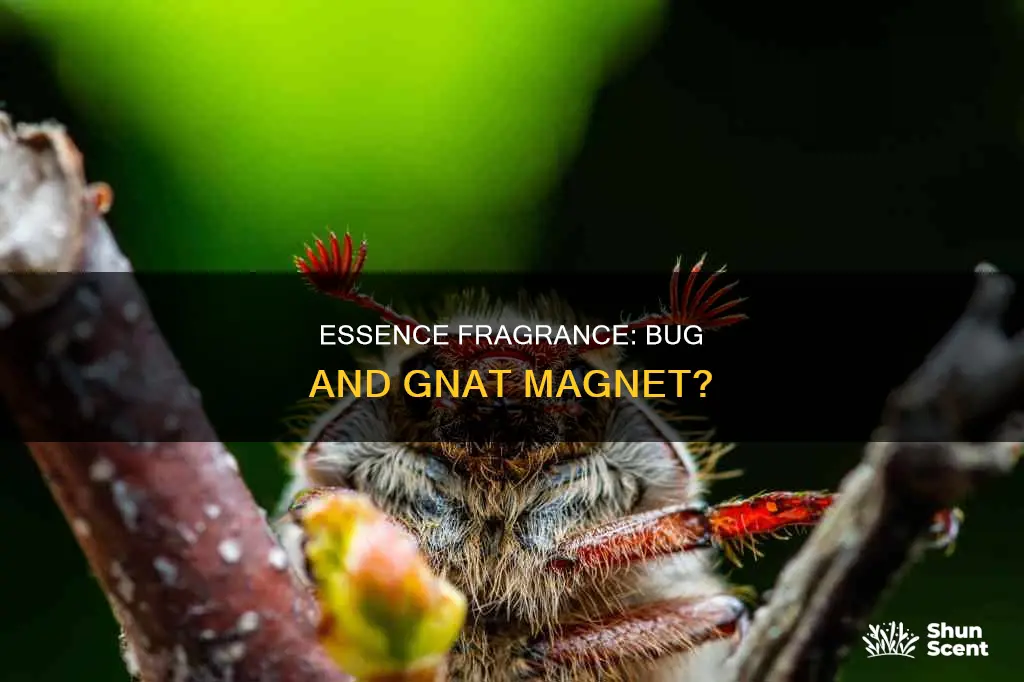 can a essence fragrance attract brown bugs gnats