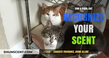 Can Feral Cats Recognize Human Scents? Unveiling Their Olfactory Abilities