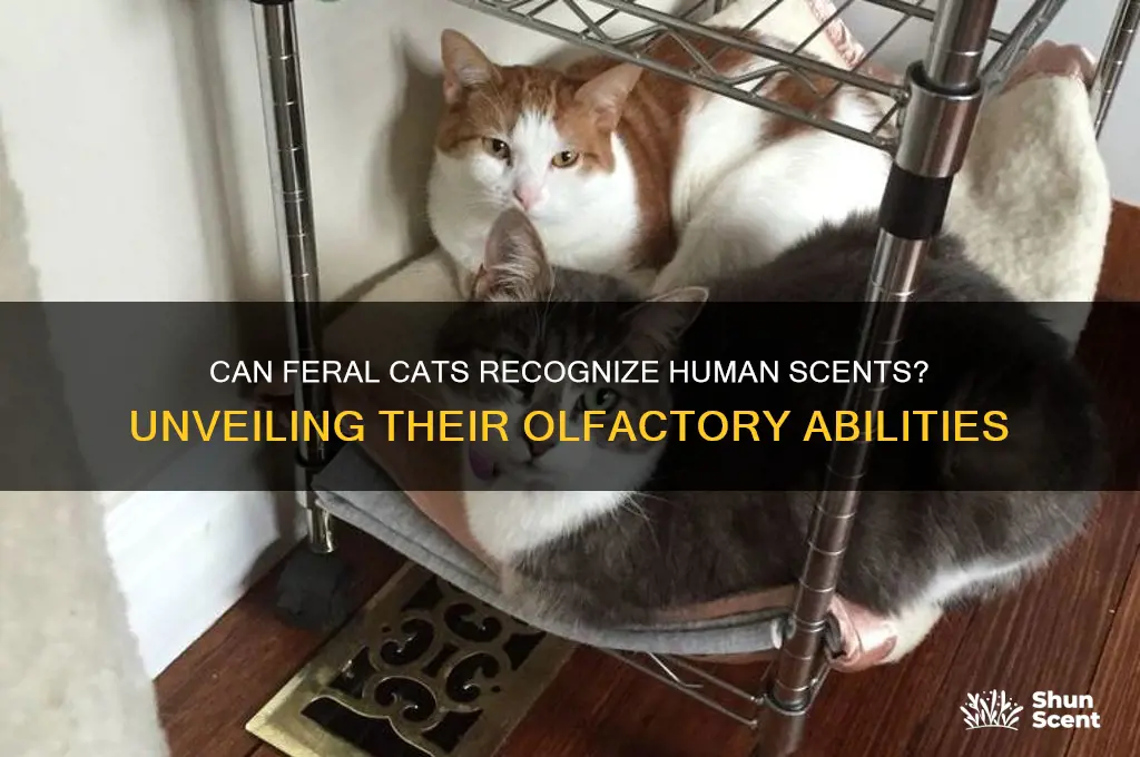 can a feral cat recognize your scent