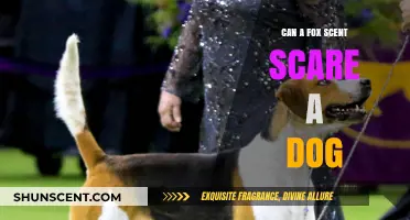 Can Fox Scent Deter Dogs? Exploring the Myth and Science