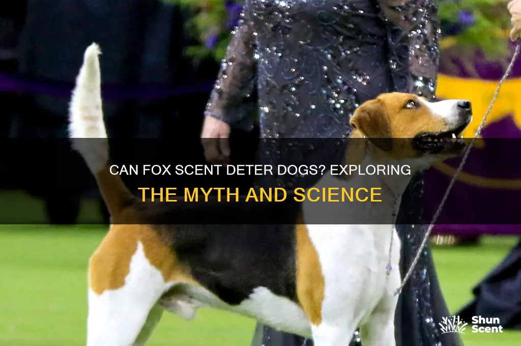 can a fox scent scare a dog