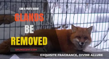 Can a Fox's Scent Glands Be Removed? Exploring the Procedure and Ethics