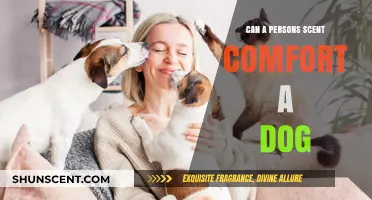 The Power of Human Scent: Comforting Dogs Through Familiar Smells