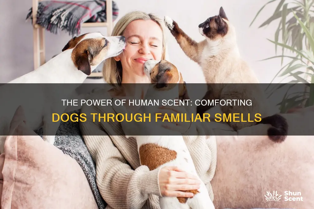 can a persons scent comfort a dog