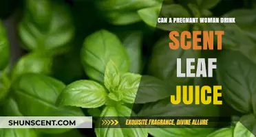 Pregnancy and Scent Leaf Juice: Safe or Risky? Expert Insights