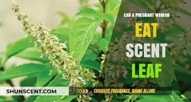 Pregnancy and Scent Leaf: Safe to Eat or Best Avoided?