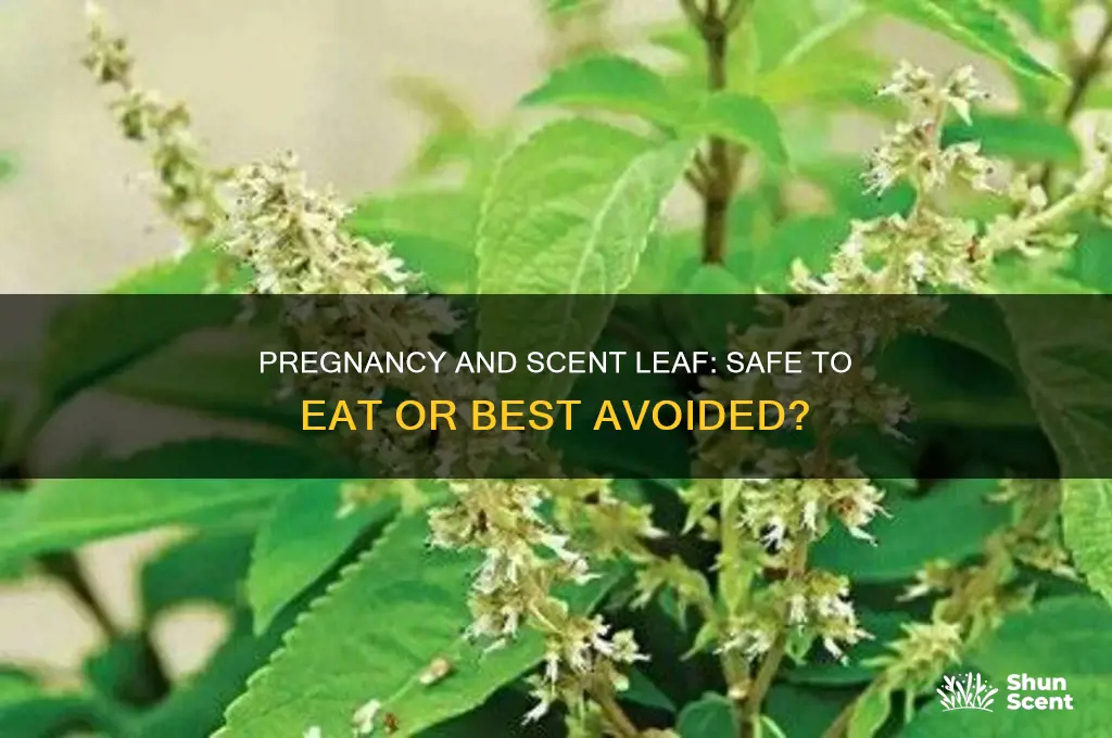 can a pregnant woman eat scent leaf