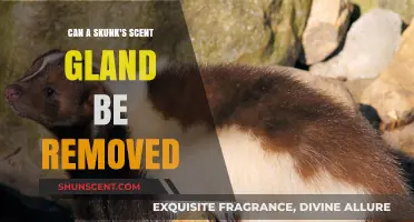 Can a Skunk's Scent Gland Be Removed? Exploring the Procedure and Ethics