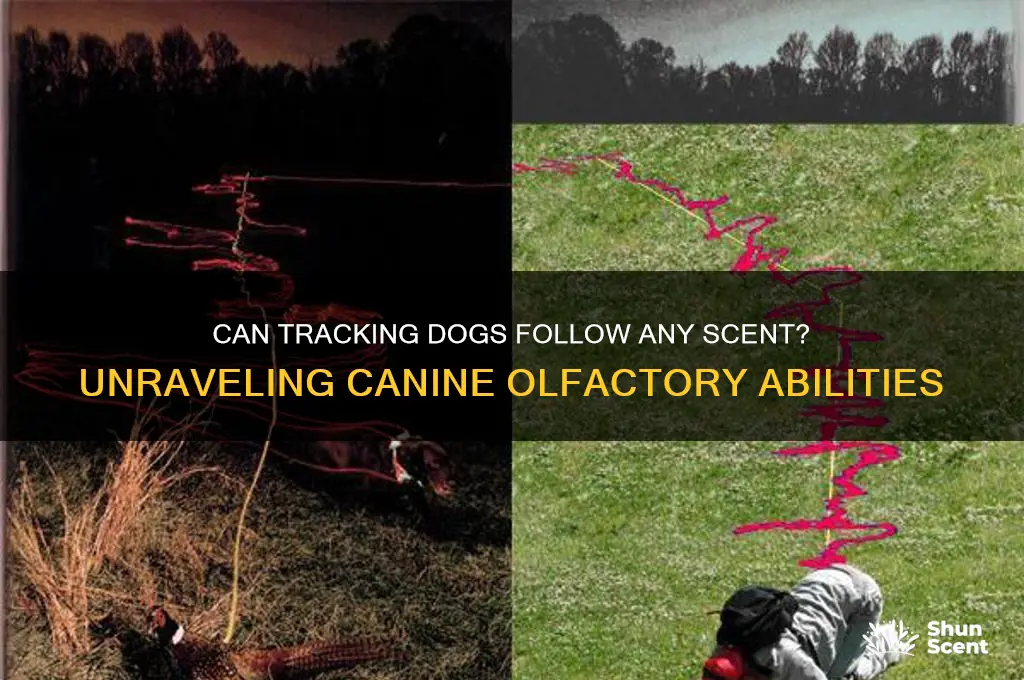 can a tracking dog follow any kind of scent