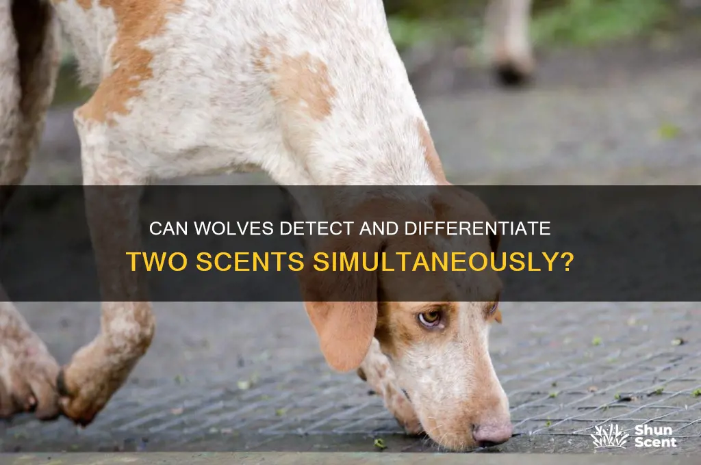 can a wolf smell two scents at same time