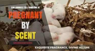 Can Animals Detect Pregnancy Through Scent? Uncovering the Science Behind It