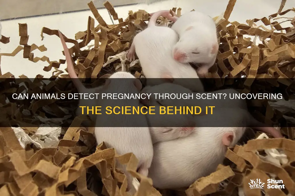 can animals tell someone is pregnant by scent