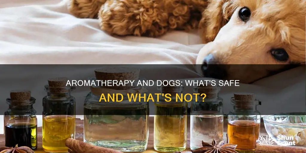 can aroma therapy hurt dogs