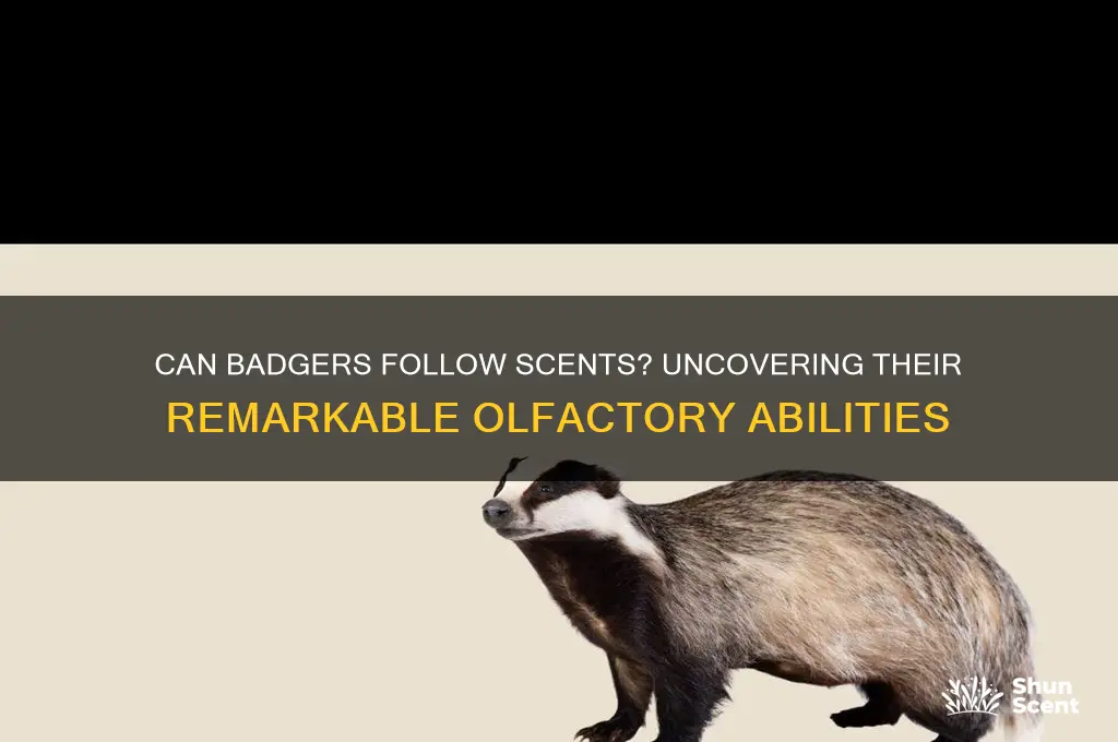 can badgers follow a scent