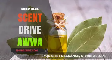 Bay Leaves' Aromatic Power: Can Their Scent Influence Awwa's Behavior?