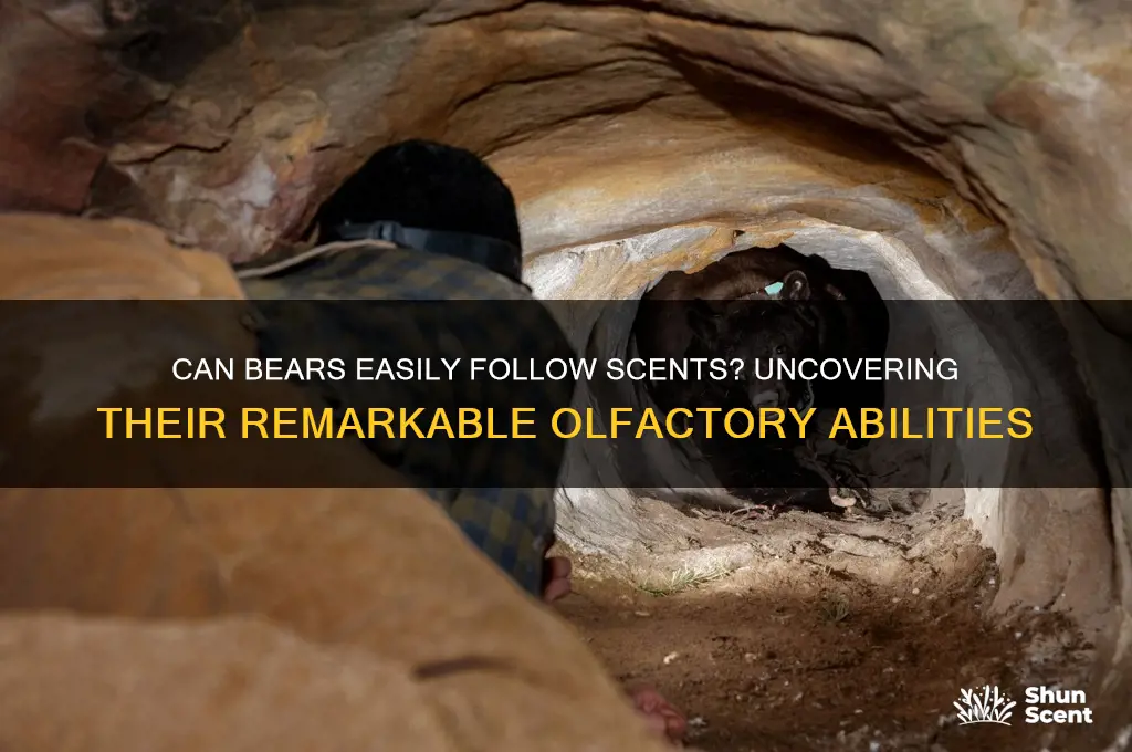 can bears follow scents easily
