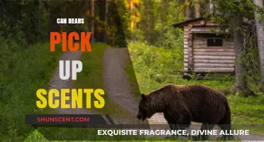 How Bears Detect Scents: Uncovering Their Extraordinary Olfactory Abilities
