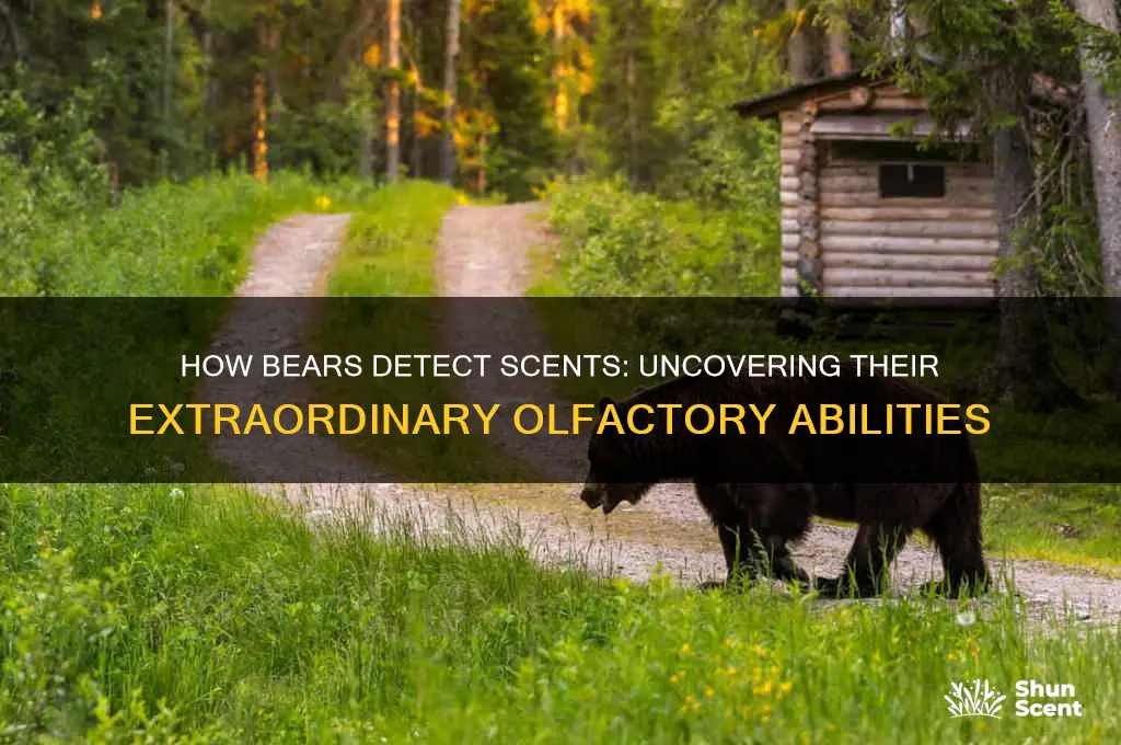 can bears pick up scents