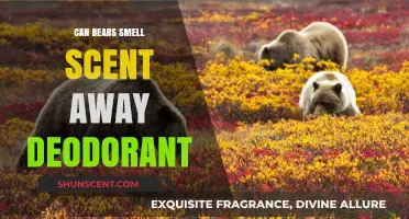 Can Bears Detect Scent Away Deodorant? Uncovering the Truth